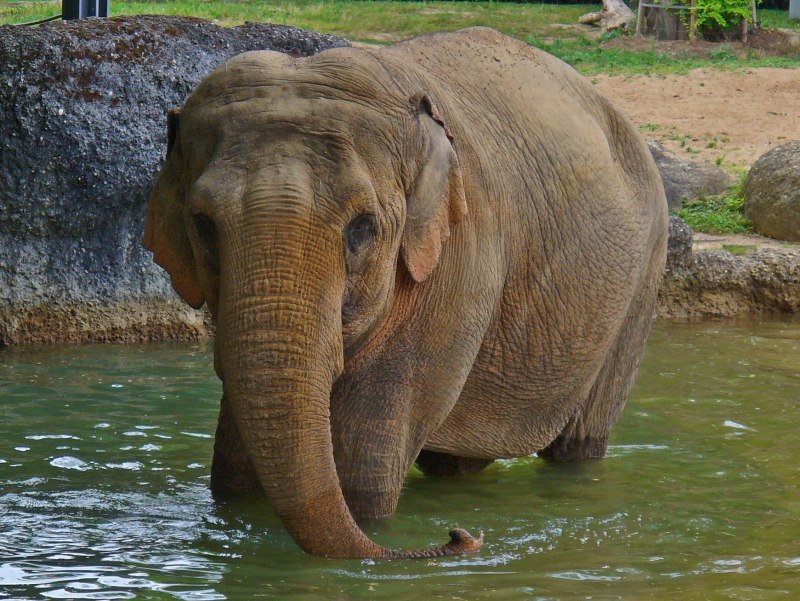 Индийский слон (Elephas Maximus)