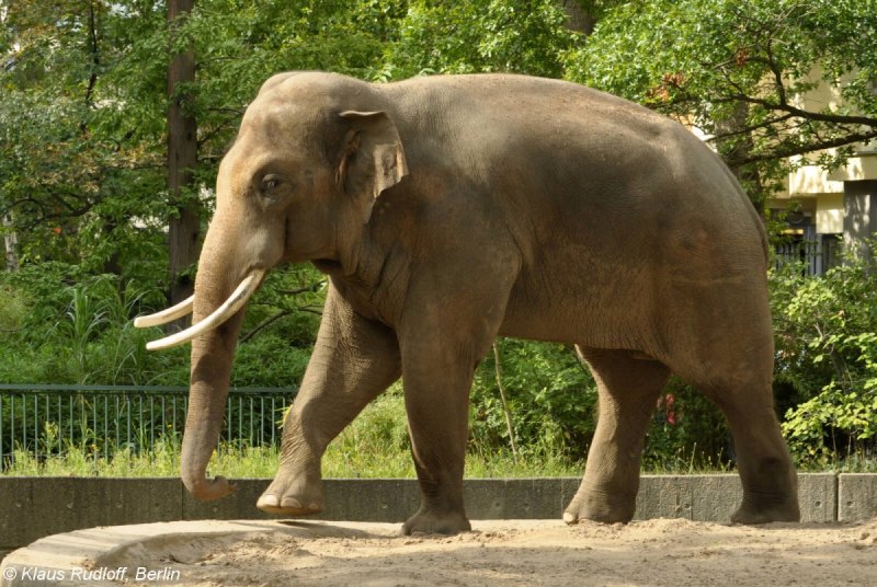 Индийский слон (Elephas Maximus)