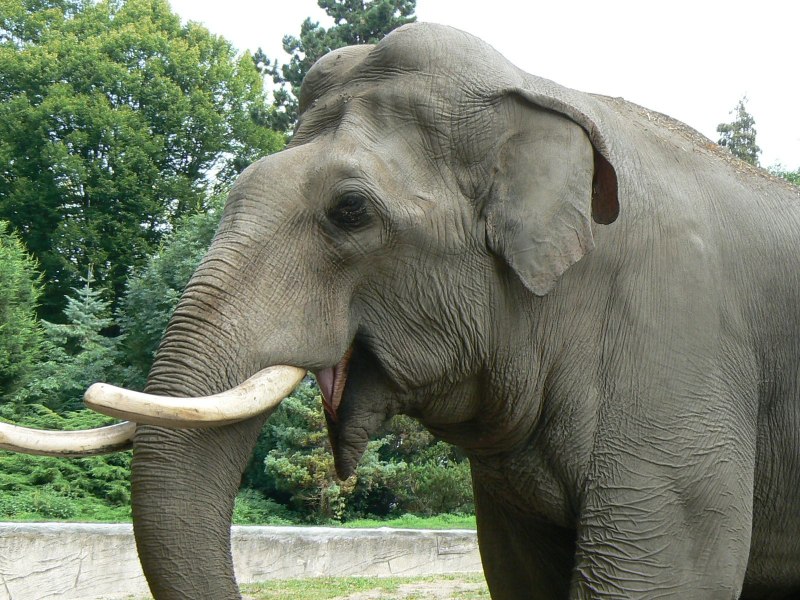 Индийский слон (Elephas Maximus)