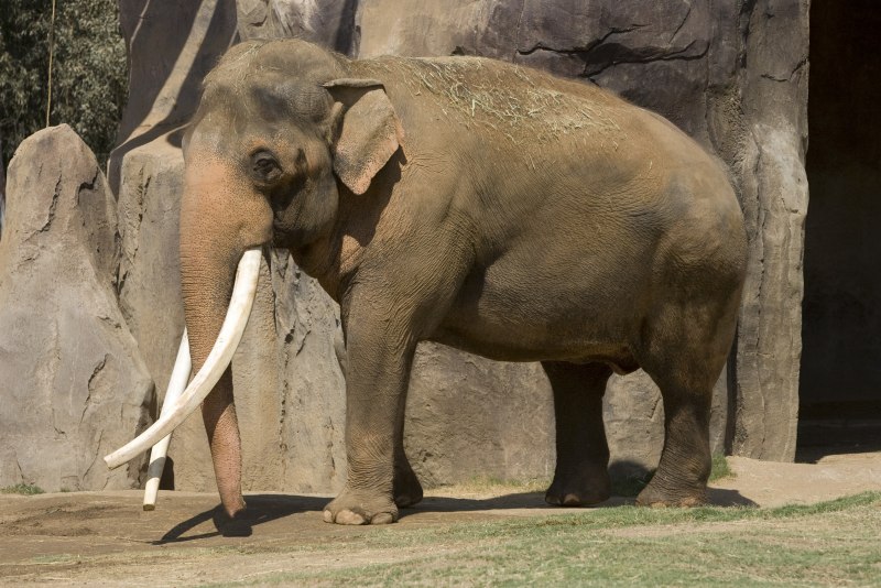Elephas Maximus / азиатский слон