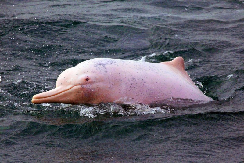 Китайский розовый дельфин (67 фото)