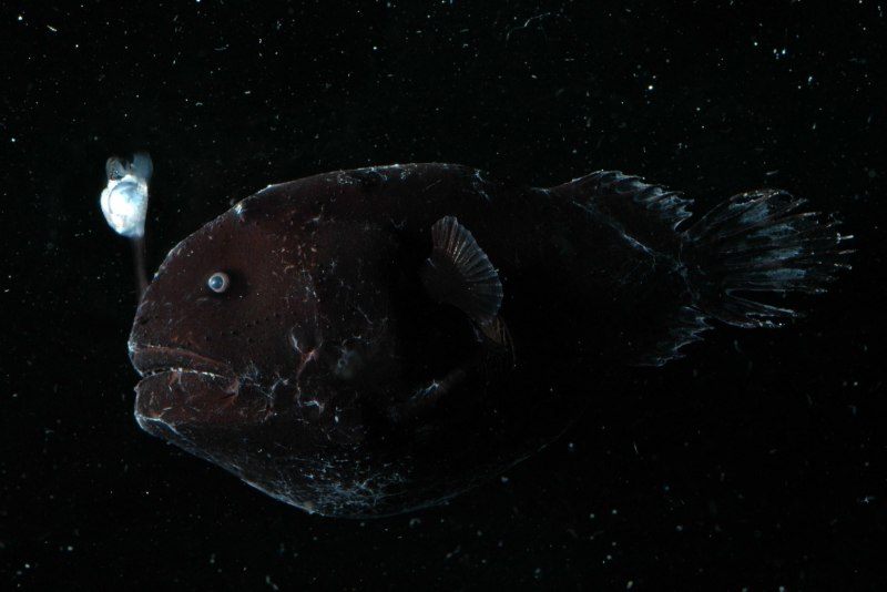 Удильщик Джонсона Melanocetus johnsonii