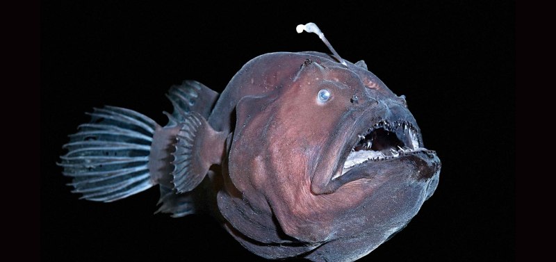 Морской черт удильщик