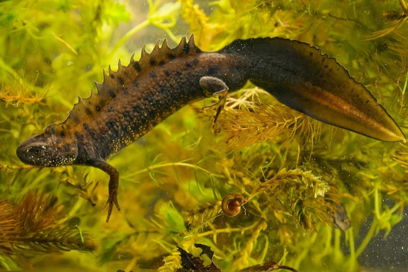 Alpine Newt