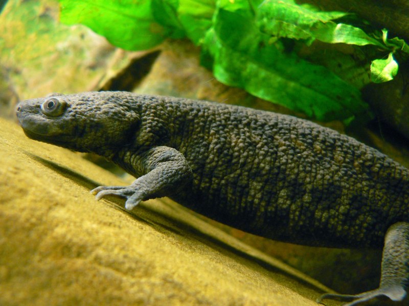 Notophthalmus viridescens