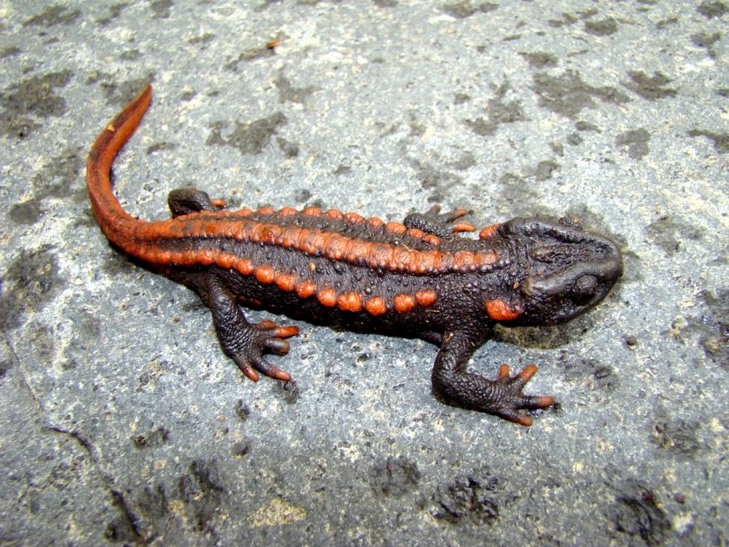 Обыкновенный Тритон Lissotriton vulgaris