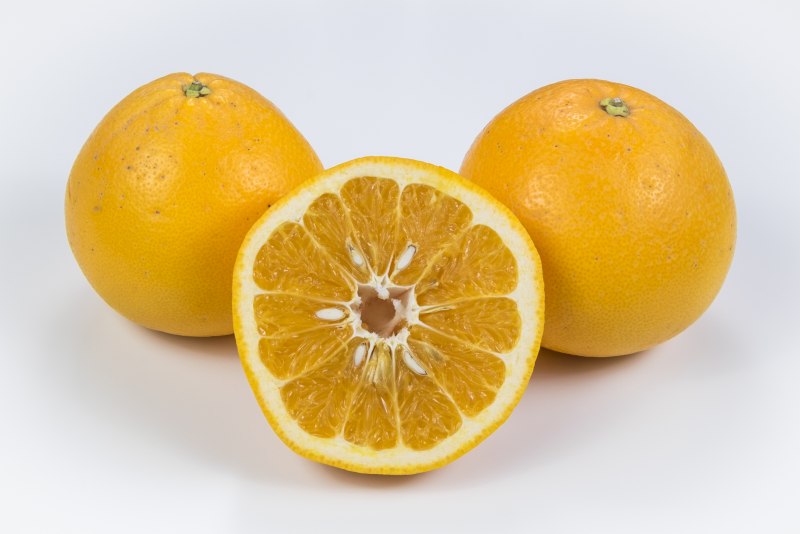 Сорт Lemon Orange