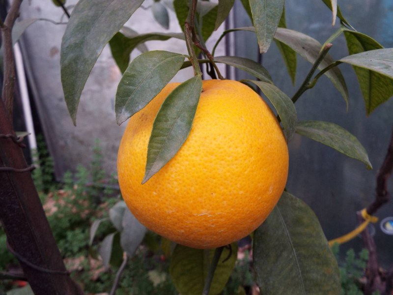 Мандарины Минеола