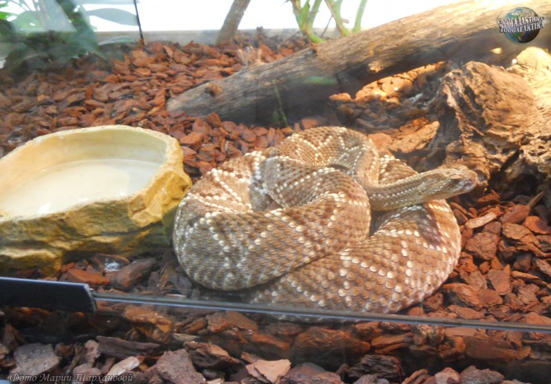 Crotalus Unicolor