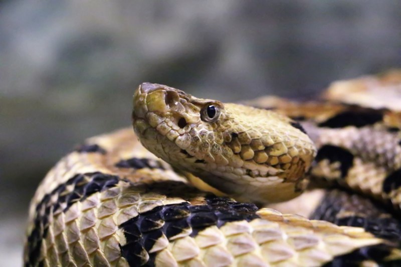 Crested Rattlesnake Аризона