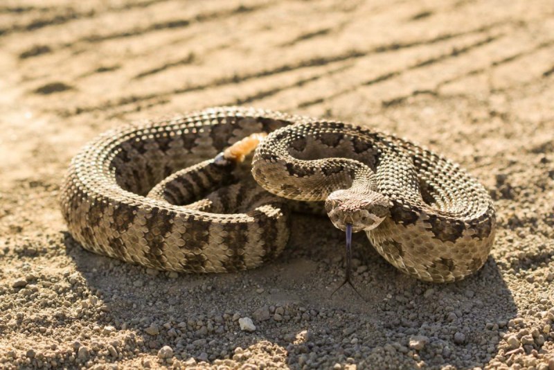 Crotalus oreganus lutosus