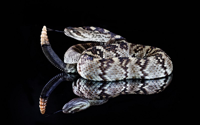 Crotalus horridus