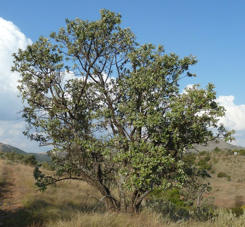 Brachylaena neriifolia