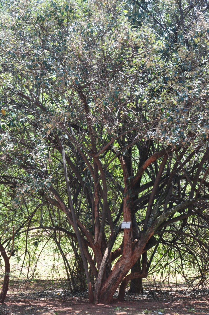 Brachylaena neriifolia
