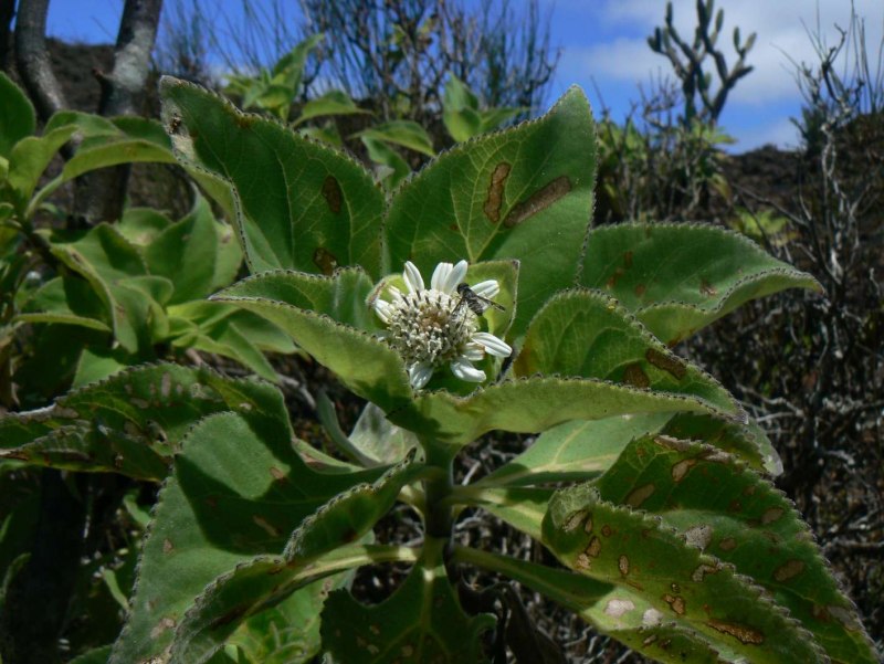 Brachylaena discolor