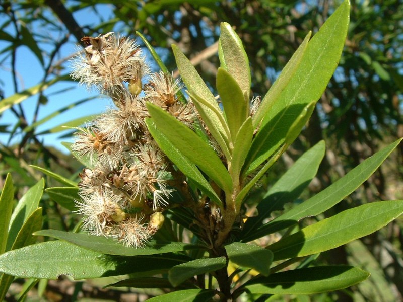 Brachylaena discolor