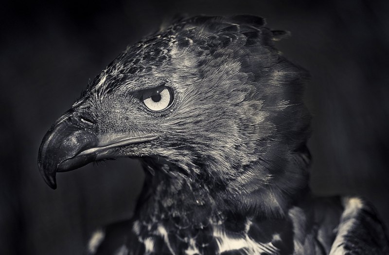 Spizaetus Tyrannus
