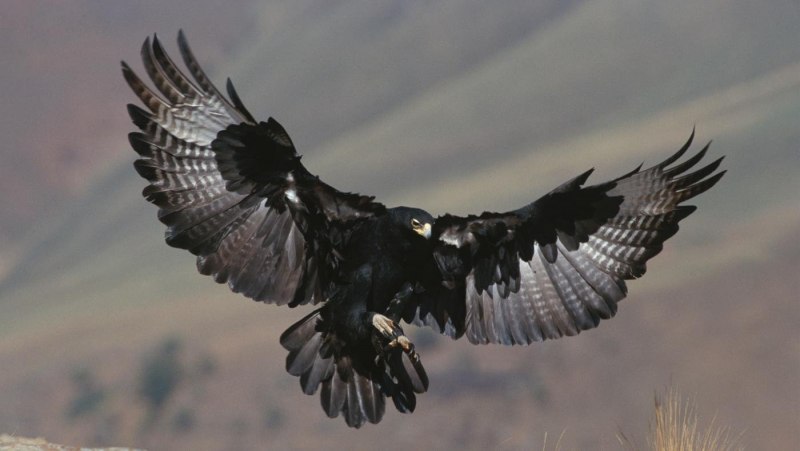 Buteogallus urubitinga Hawk