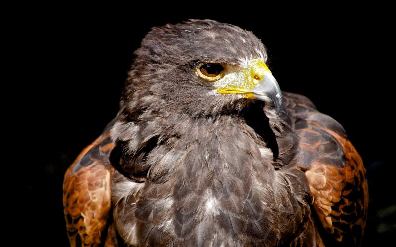 Spizaetus Tyrannus