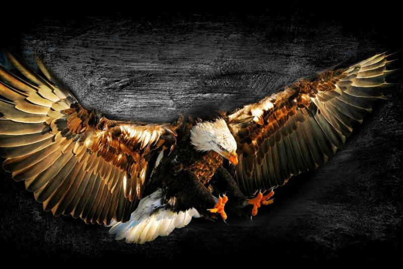 Ворон Феникс (Crow Phoenix)