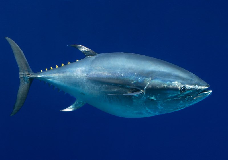 Thunnus thynnus