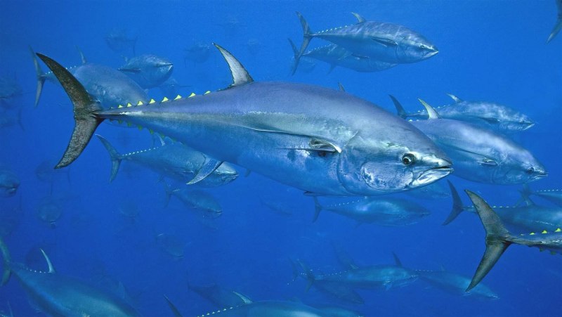 Дальневосточный морской заповедник тунец