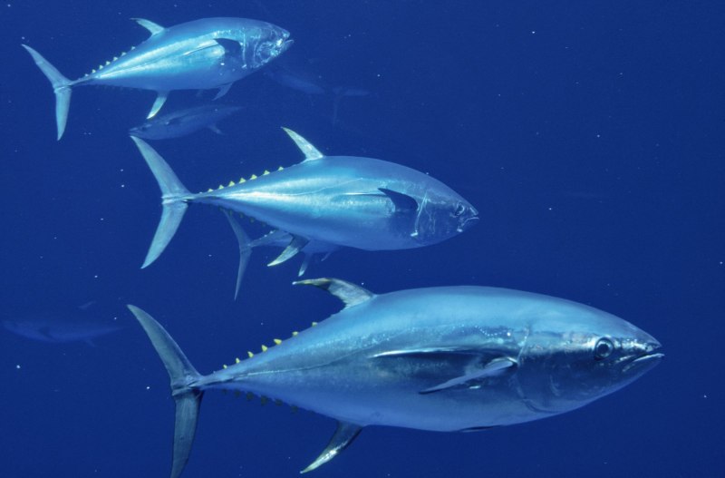 Тунец Bluefin