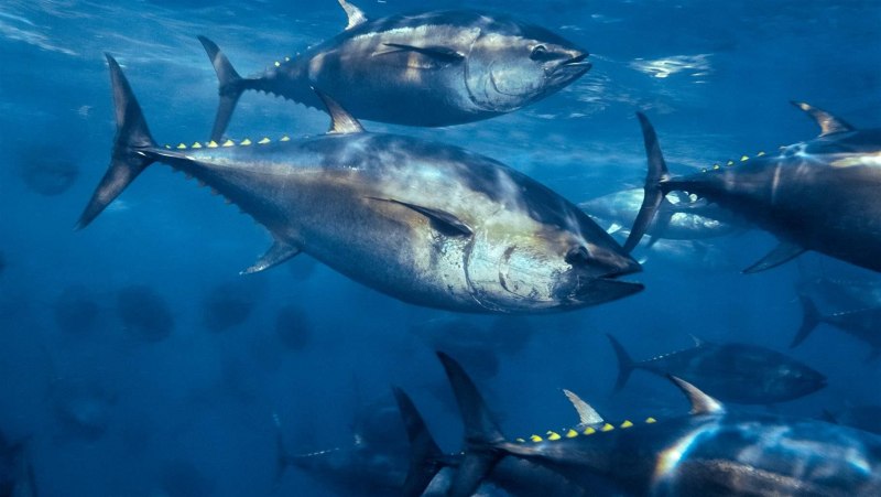 Тунец Yellowfin