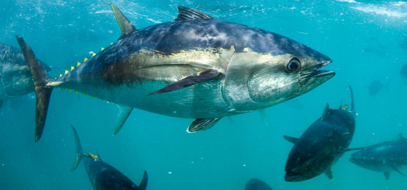 BLUFIN рыба