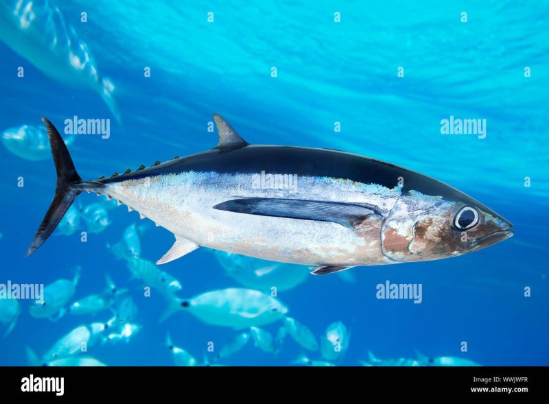 Bluefin Nikkei