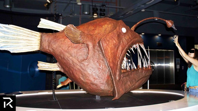 Channa pleurophthalma