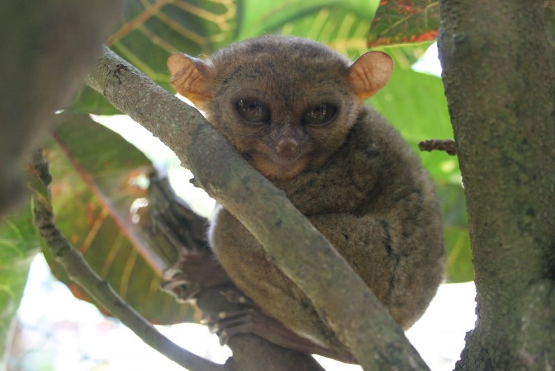 Tarsius Tarsier