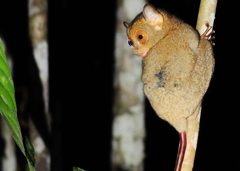 Джин Tarsier
