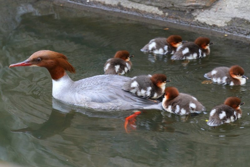 Большой крохаль Mergus Merganser