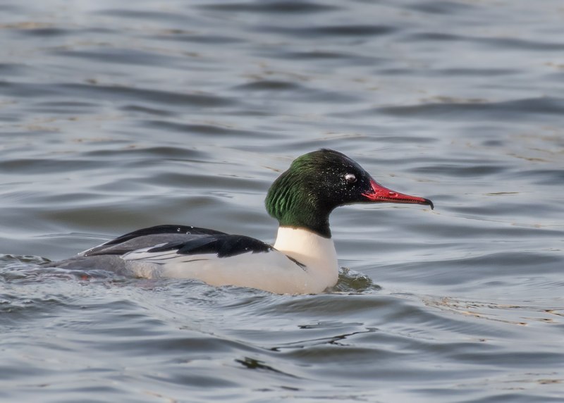Большой крохаль Mergus Merganser