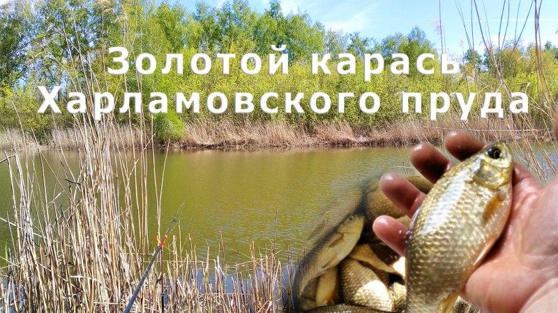 Золотистый карась