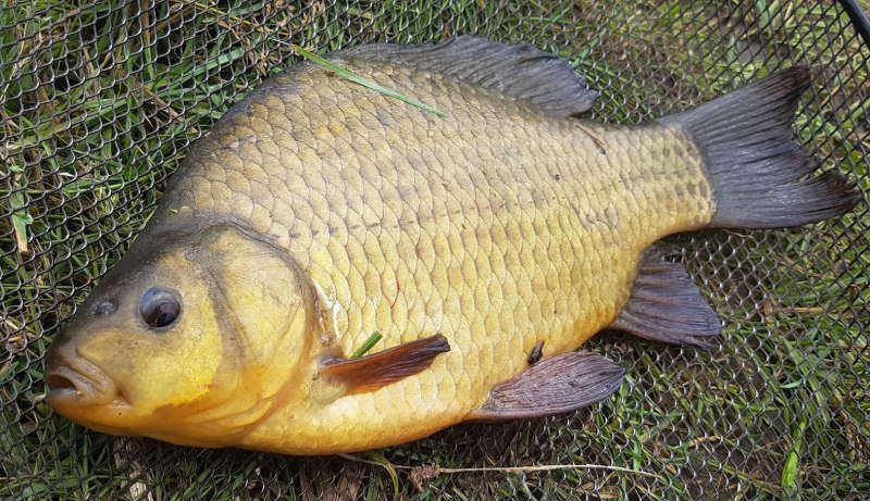Карась красный (Carassius auratus auratus)