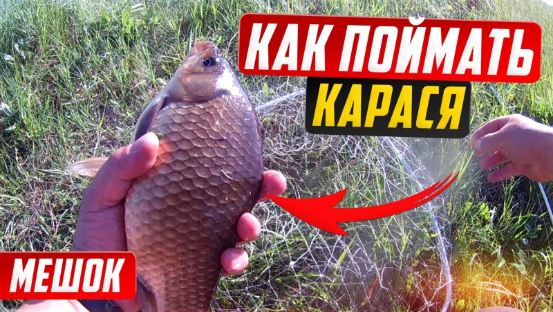Рр3 Пенжина карась золотой