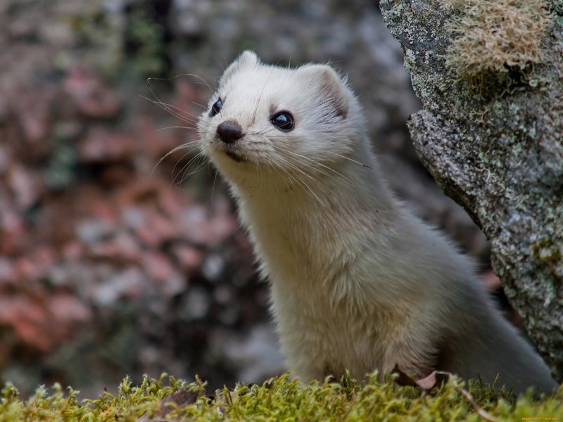 Горностай (Mustela erminea)
