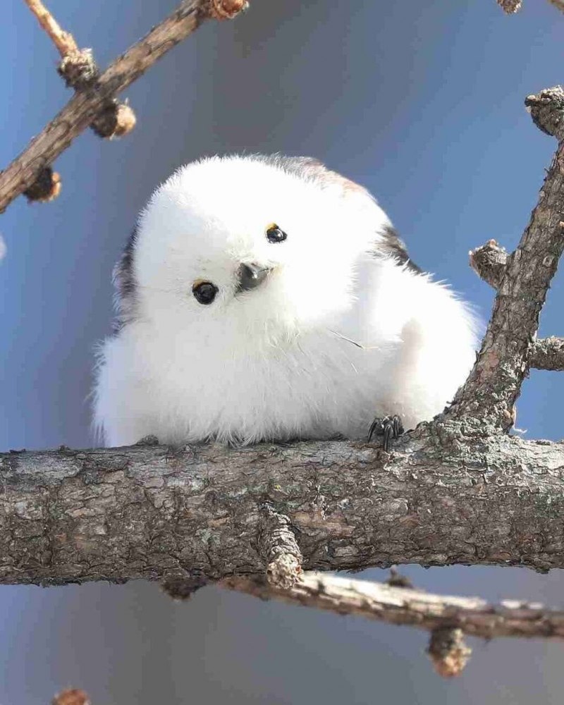 Корейская ворона синица