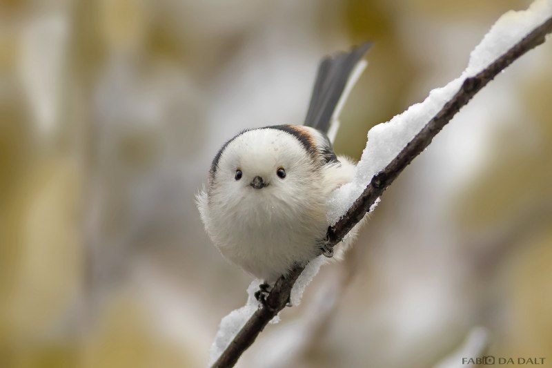Корейская длиннохвостая синица