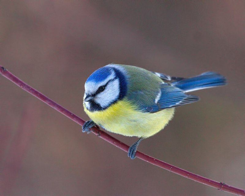 Восточная синица Parus Minor