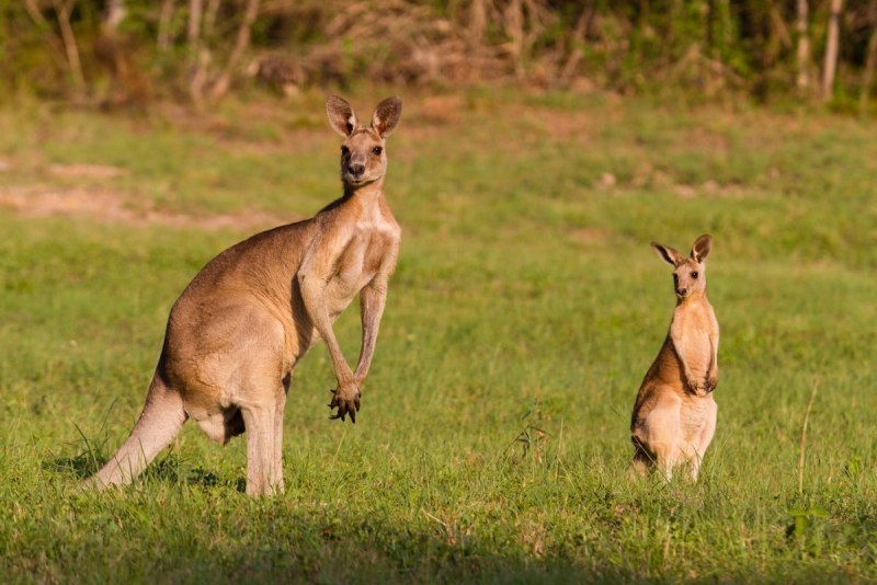 Гигантский рыжий кенгуру (Red-Grey Kangaroo)