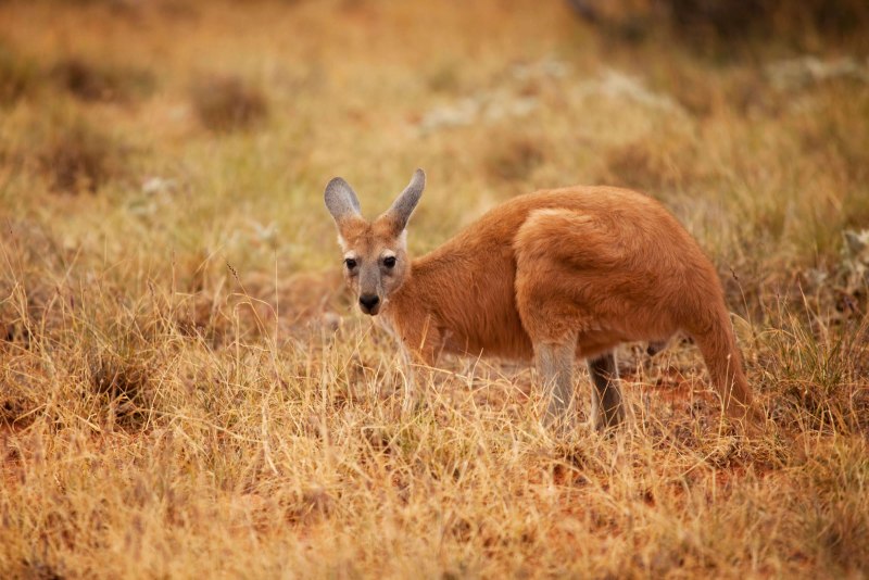 Гигантский рыжий кенгуру (Red-Grey Kangaroo)