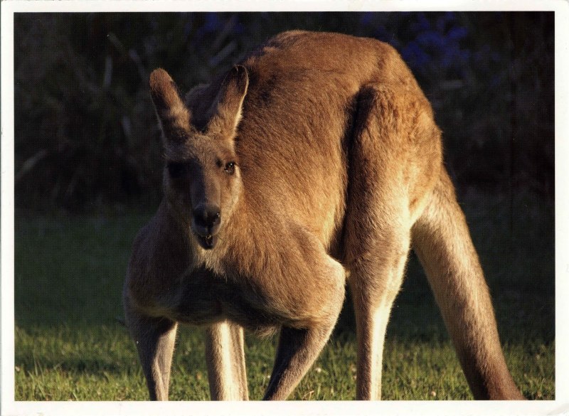 Гигантский рыжий кенгуру (Red-Grey Kangaroo)