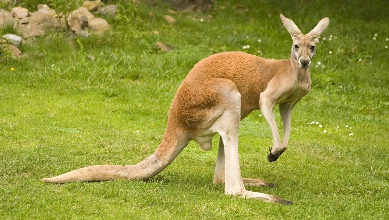 Grey Kangaroo