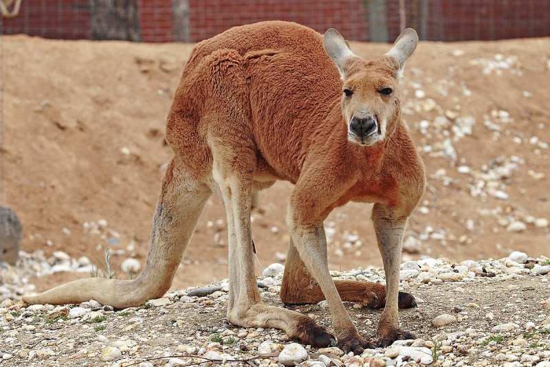 Гигантский рыжий кенгуру (Red-Grey Kangaroo)