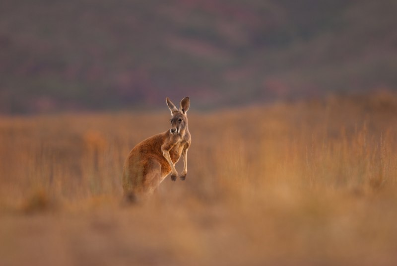 Гигантский рыжий кенгуру (Red-Grey Kangaroo)