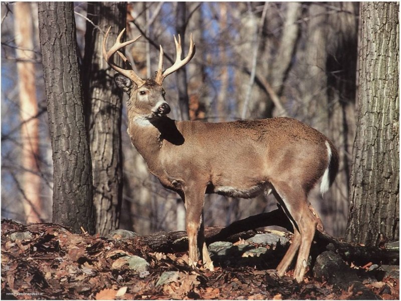 Карликовая антилопа (Neotragus pygmaeus)