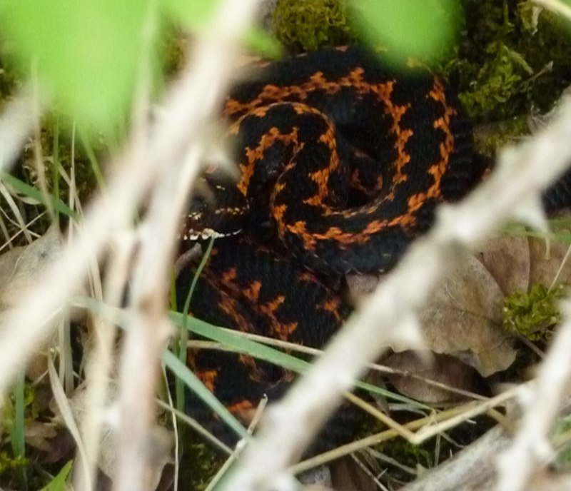 Гадюка Никольского (Vipera nikolskii)
